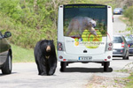 Acc&eacute;der &agrave; la news : zoo_bus_electrique.jpg